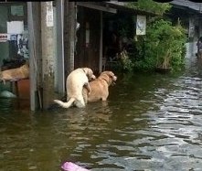funny-dogs-mating-flooding.jpg